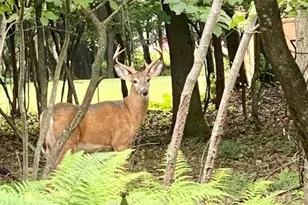 40 Kent Clarke Rd, Kidder, PA 18624 - Photo 10