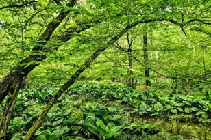 155 W Adamsdale Rd, North Manheim Twp, PA 17972 - Photo 88