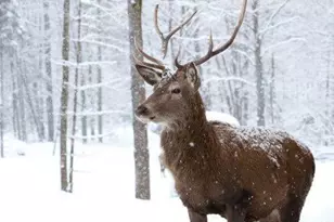 406 Deer Foot Ln, Penn Forrest, PA 18210 - Photo 14