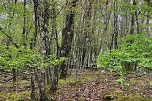 Spring Ct, Pike, PA 18324 - Photo 10