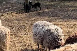 220 Dietrich Rd, Albany Twp, PA 19529 - Photo 90