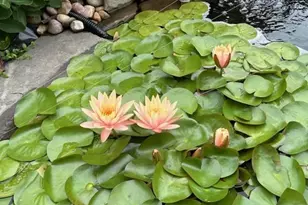 2725 Appian Way, Forks Twp, PA 18040 - Photo 42