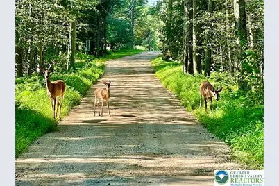 Bald Eagle and Campfire, Lehigh Twp, PA 18424 - Photo 1