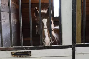 10156 Marysville Rd, Ostrander, OH 43061 - Photo 54