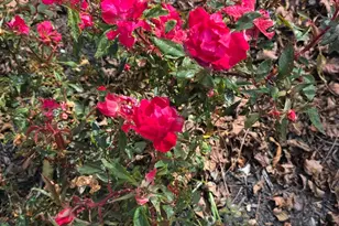 3310 State Rte 61, Cardington, OH 43315 - Photo 52