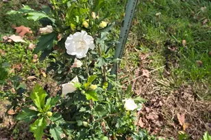 3310 State Rte 61, Cardington, OH 43315 - Photo 50