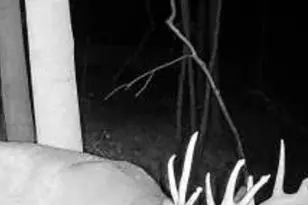 10270 Triadelphia Road NW, Crooksville, OH 43731 - Photo 62