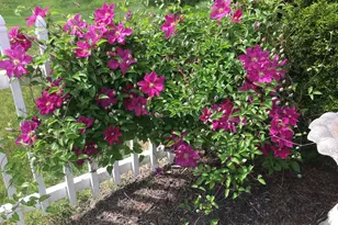 2165 Ben Brush Pl, Lewis Center, OH 43035 - Photo 88