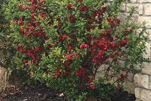 2165 Ben Brush Pl, Lewis Center, OH 43035 - Photo 80