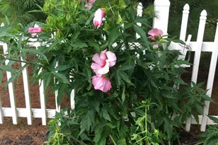 2165 Ben Brush Pl, Lewis Center, OH 43035 - Photo 90