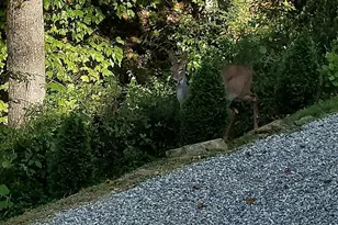 24796 E Fork Rd, Laurelville, OH 43135 - Photo 44