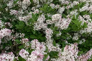 922 Wellsley Way, Plain City, OH 43064 - Photo 42