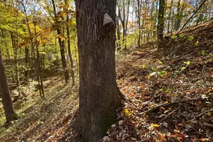 329 Kinzer Rd, Bainbridge, OH 45612 - Photo 52