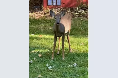 213 E Woodside Drive, Gambier, OH 43022 - Photo 44