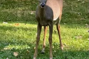 213 E Woodside Dr, Gambier, OH 43022 - Photo 44