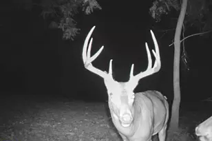 33747 Wolf Hill Rd, McArthur, OH 45651 - Photo 56