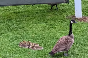 3924 Webb Ln, Stockport, OH 43787 - Photo 8