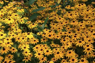 6497 Highlawn Dr, Columbus, OH 43229 - Photo 46