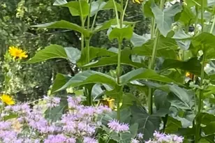 6497 Highlawn Dr, Columbus, OH 43229 - Photo 60