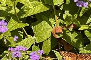 6497 Highlawn Dr, Columbus, OH 43229 - Photo 50