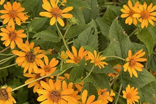 6497 Highlawn Dr, Columbus, OH 43229 - Photo 70