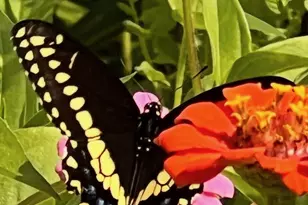 6497 Highlawn Dr, Columbus, OH 43229 - Photo 56