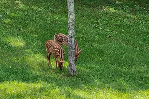 20731 State Route 664 S, South Bloomingville, OH 43152 - Photo 68