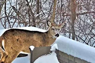 2569 Open Bay Ct, Galena, OH 43021 - Photo 74