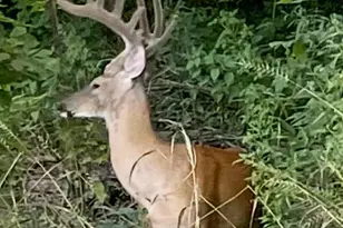 603 Fairgreens Rd, Jackson, OH 45640 - Photo 28