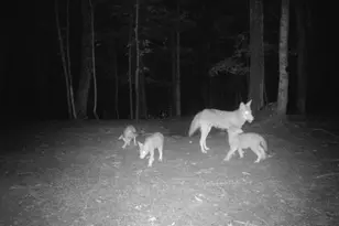 1256 Prussia Rd, Waverly, OH 45690 - Photo 96