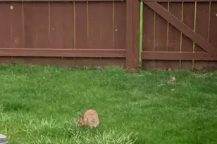 6075 Township Road 107, Mount Gilead, OH 43338 - Photo 62