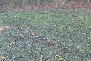 33341 Flat Run Rd, McArthur, OH 45651 - Photo 38