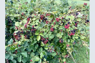 23180 State Route 31, Marysville, OH 43040 - Photo 52