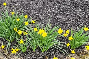 424 Sycamore Dr, Pickerington, OH 43147 - Photo 44