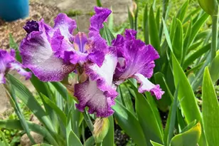 63 N Ogden Ave, Columbus, OH 43204 - Photo 52