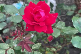 4042 Blendon Point Dr, Columbus, OH 43230 - Photo 46