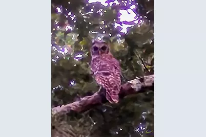 562 W Anderson Street, Oglethorpe, GA 31068 - Photo 64