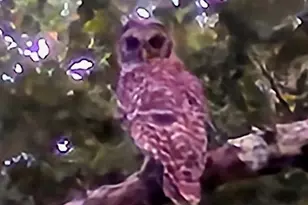 562 W Anderson St, Oglethorpe, GA 31068 - Photo 64