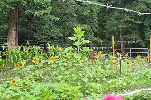 562 W Anderson St, Oglethorpe, GA 31068 - Photo 60