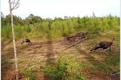 869 Chester-Cochran Highway, Chester, GA 31012 - Photo 10