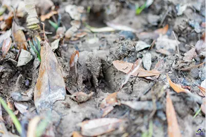 9036 Bullard Road, Dry Branch, GA 31020 - Photo 56