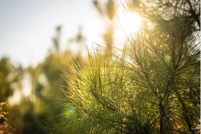 733 Chester-Cochran Highway, Chester, GA 31012 - Photo 38