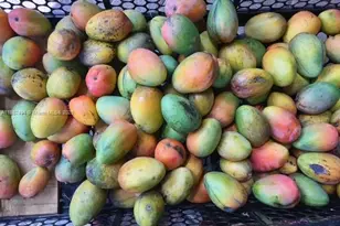 20230 SW 184th St, Miami, FL 33187 - Photo 40