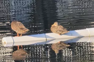 6073 Balboa Cir, Boca Raton, FL 33433 - Photo 48