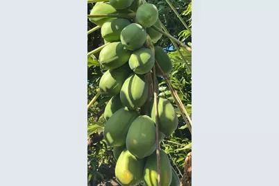 340 SW 217  Ave, Homestead, FL 33034 - Photo 12