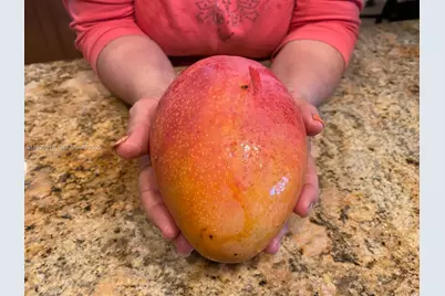 20401 SW 184th St, Miami, FL 33187 - Photo 12