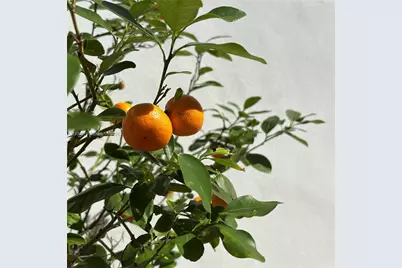 710 NE 72nd Ter, Miami, FL 33138 - Photo 56