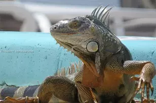 14116 SW 260th St, Homestead, FL 33032 - Photo 30