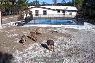 3709 Grand Concuorse, Sebring, FL 33875 - Photo 62