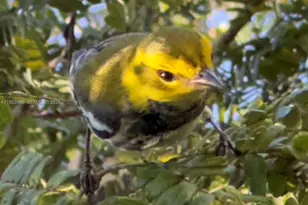 13595 SW 114th Terrace, Miami, FL 33186 - Photo 68